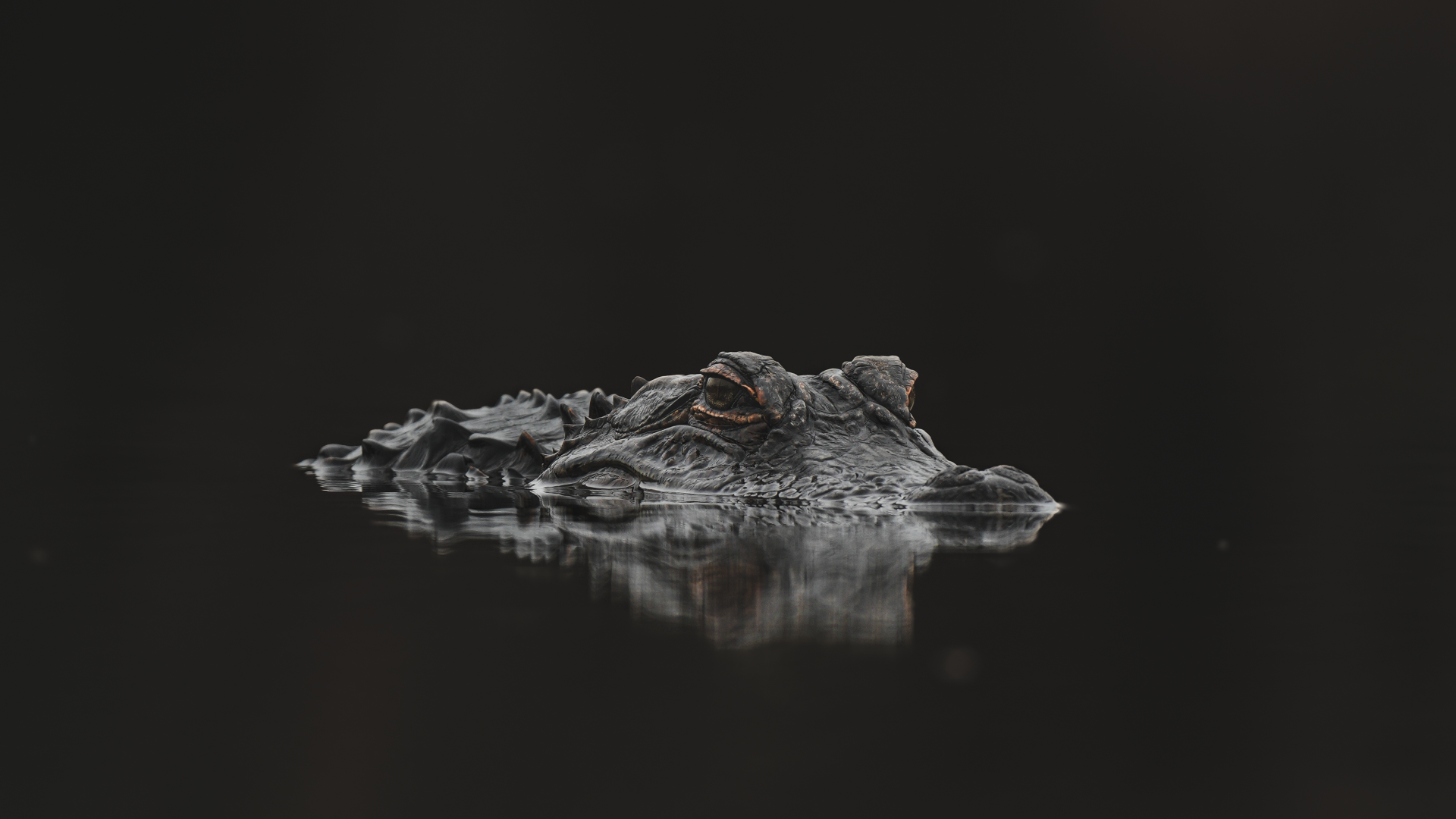 wallhaven-yqj53x_1920x1080.png